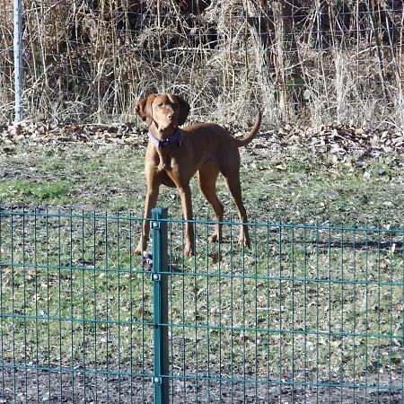 アパート Zur Fledermaus *