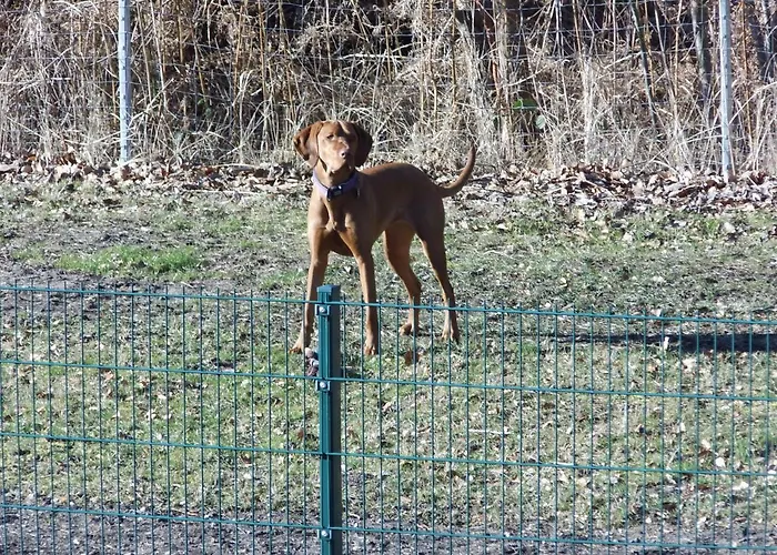 아파트 Zur Fledermaus *